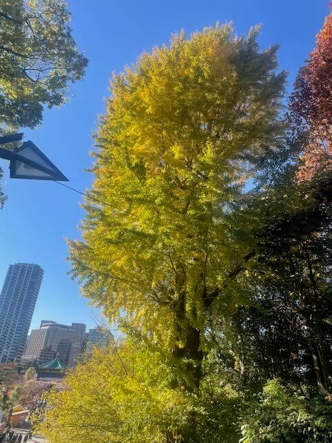 上野の紅葉